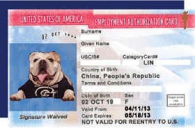 jack the bulldog on employment authorization card