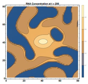 Phase separation of RNA/Protein solutions as modeled in a nucleus where transcription is occurring at the center. 