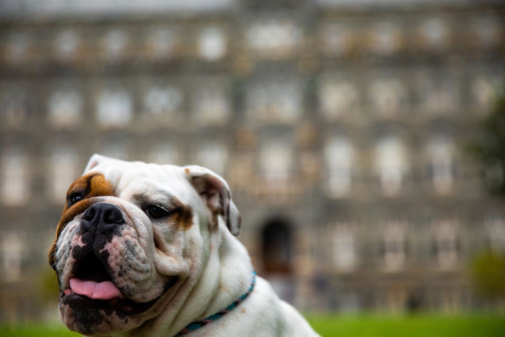 Close up of Jack the Bulldog with Healy Hall blurred in the background.
