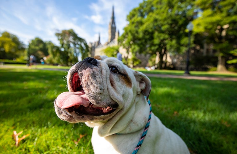 Tongue out Jack on Copley Lawn.