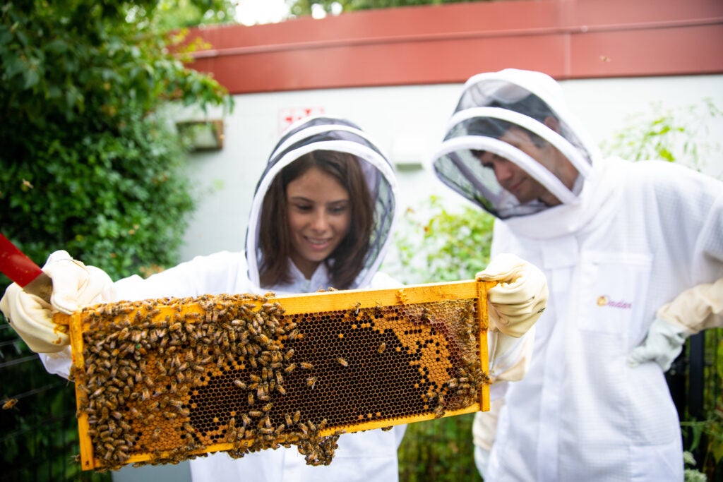 Two students in bee keeping PPE holding and inspecting a panel of a bee hive.