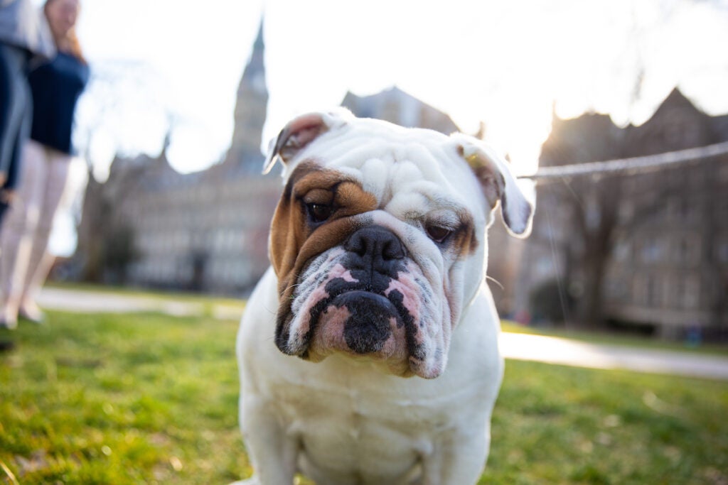A close up of Jack the Bulldog sitting on a lawn.