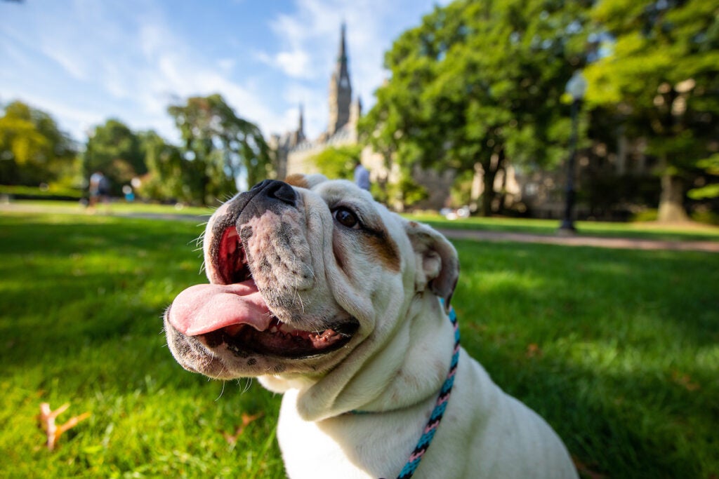 Close up of Jack the bulldog with hit mouth open sitting on the grass of Healy Lawn.