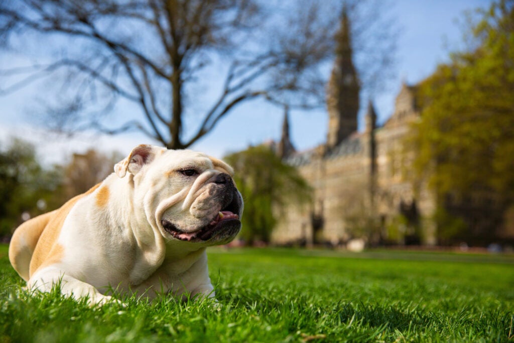 Jack the Bulldog laying in the grass in front of Healy Hall.