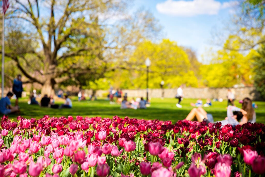 Light and dark pink tulips with student on Healy Lawn in the background.