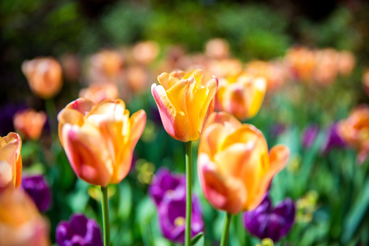 Orange tulips on campus