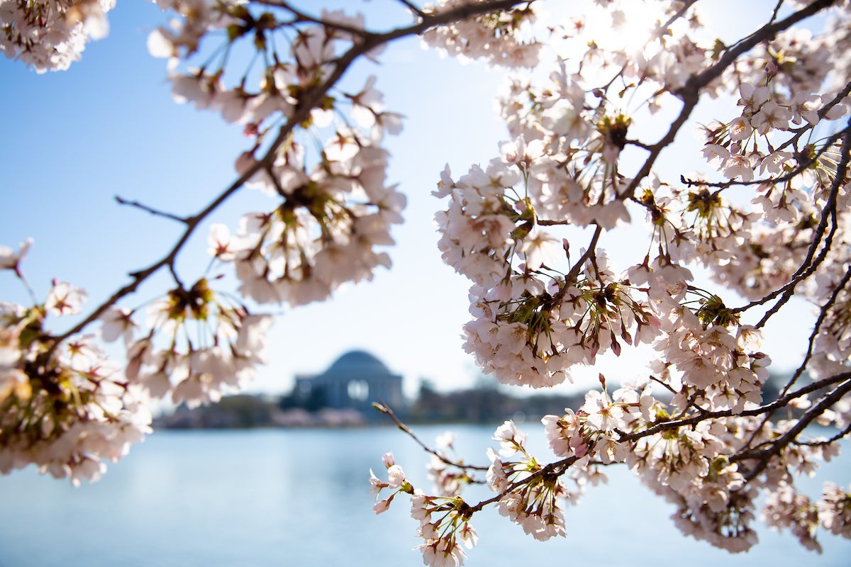 Cherry blossoms tree branch