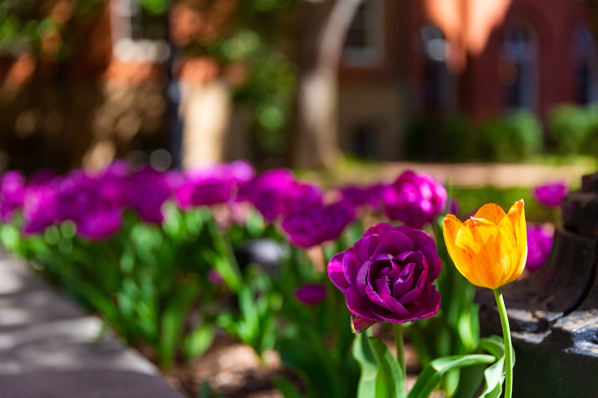 Purple and yellow flowers on campus