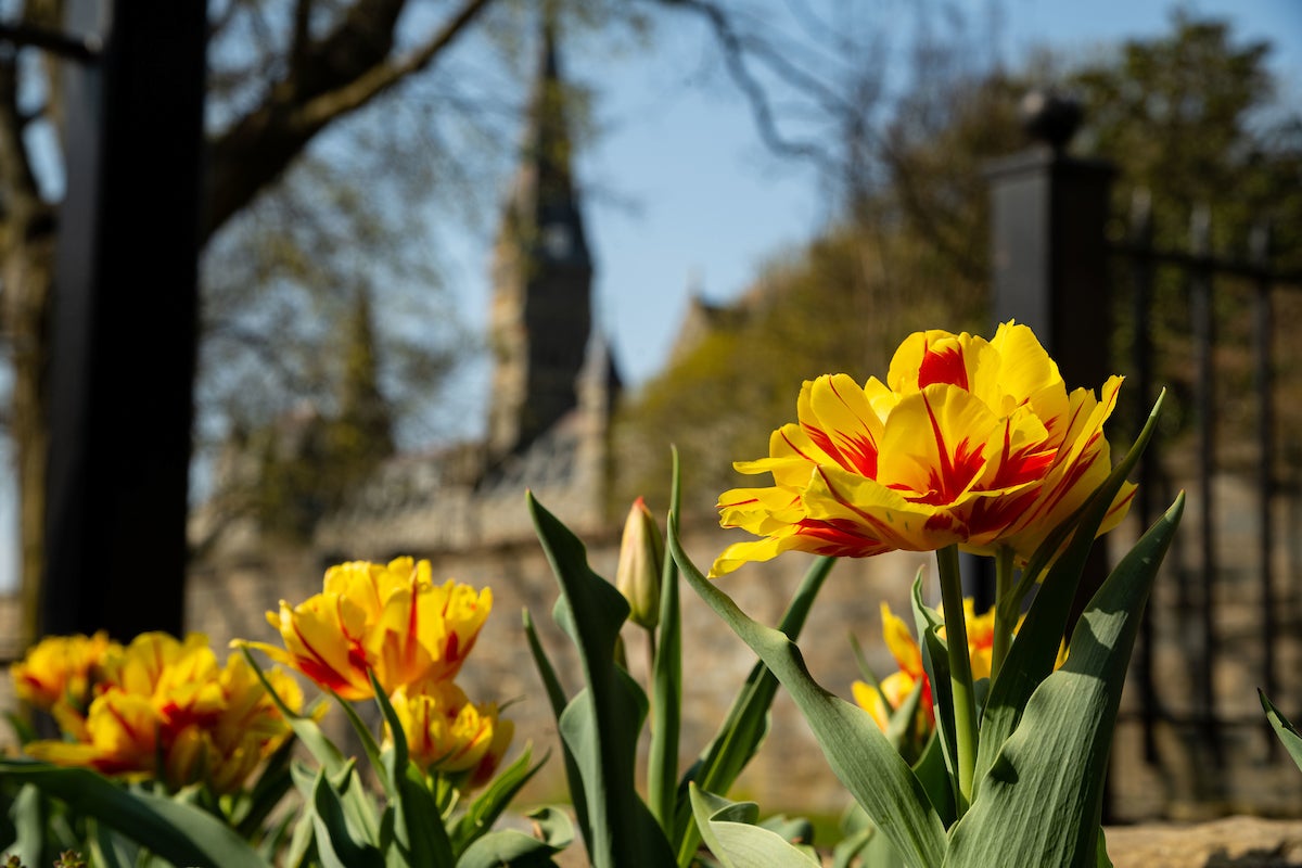 Yellow flowers on campus