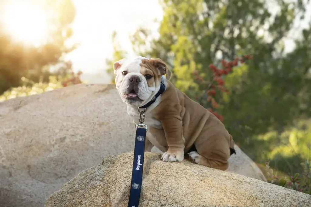 Jack the Bulldog as a puppy in 2023