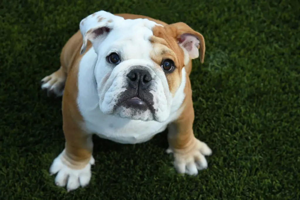 Jack the Bulldog sitting and looking up at the camera