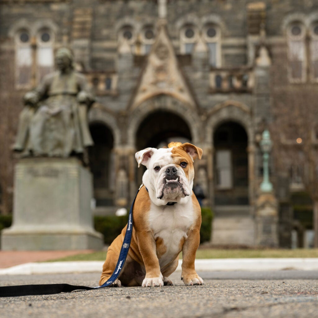 Jack the Bulldog sitting regally