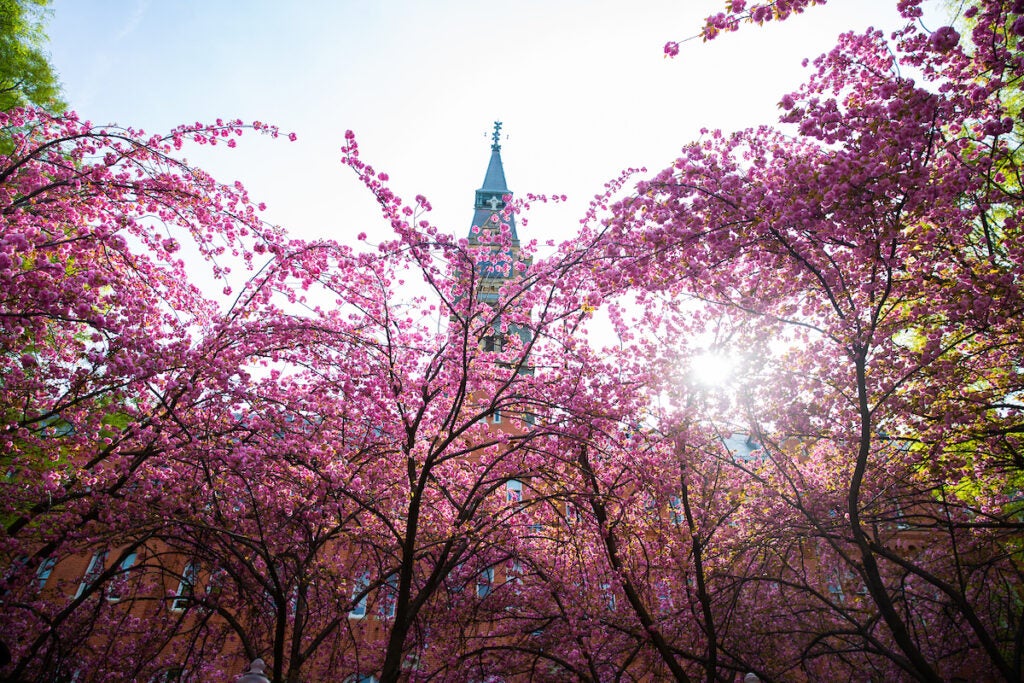 Spring flowers in front of the clocktower