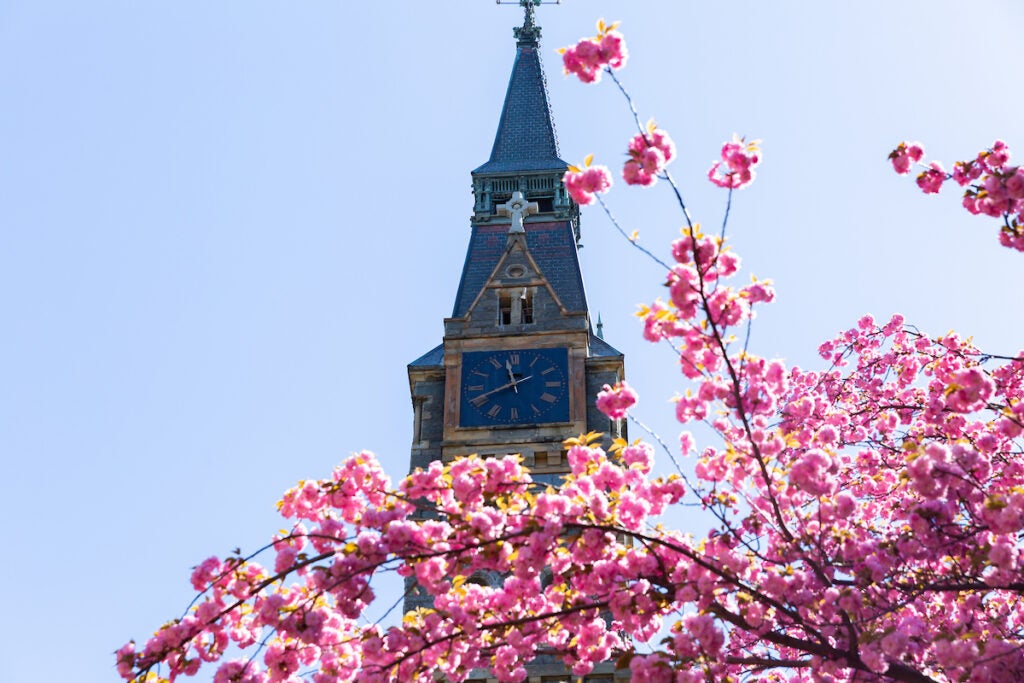 Healy Clock Tower in the spring. A pink flowering tree is in front of it.