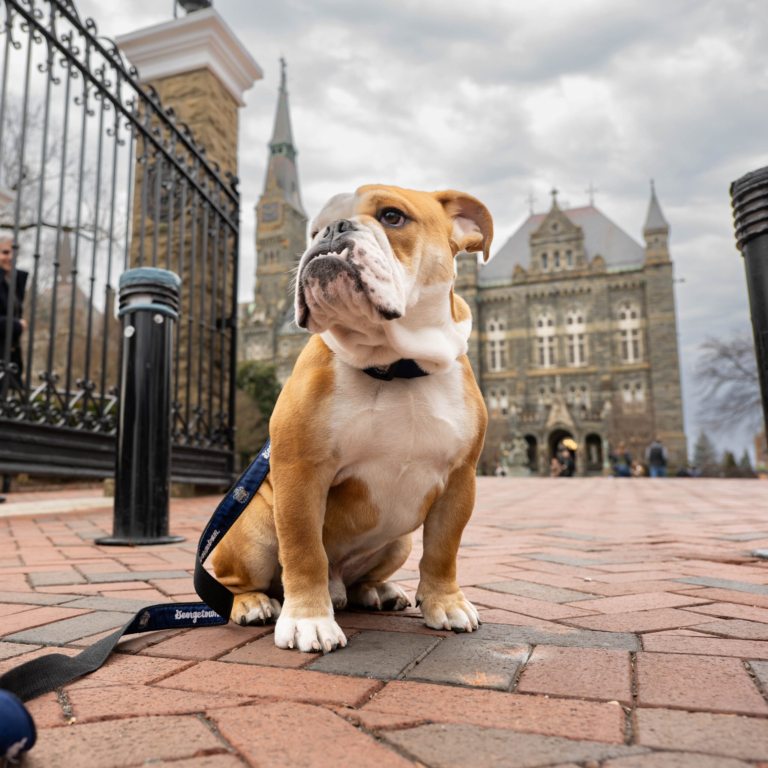 Jack the Bulldog
