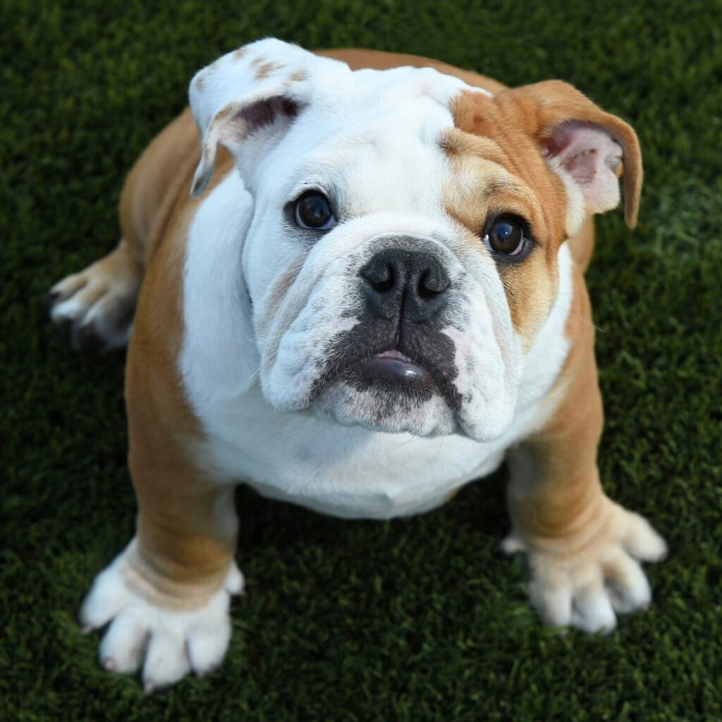 Jack the Bulldog as a puppy