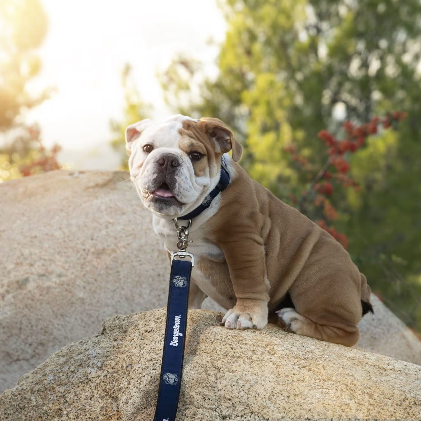 jack the bulldog as a puppy