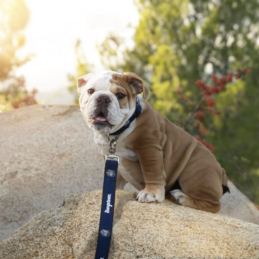 jack the bulldog as a puppy