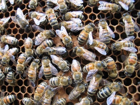 Bees crawling over beehive