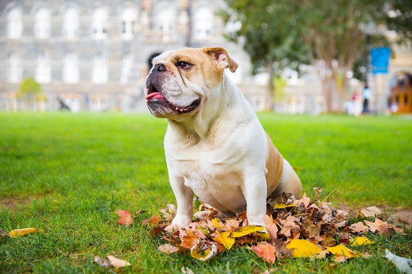 Jack the Bulldog sitting in a leaf pile