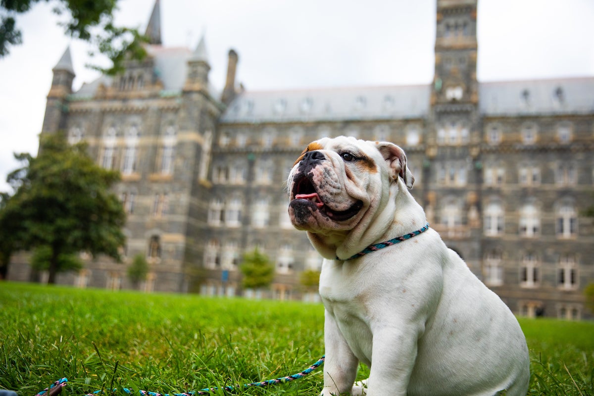 Jack the Bulldog sitting on the grass in front of Healy Hall.