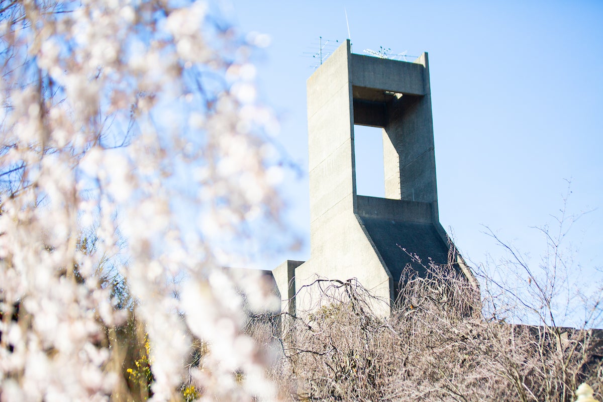 Lauinger Library with cherry blossoms in the foreground