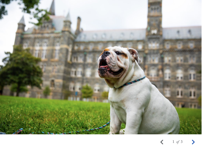 Screenshot of a photo gallery on the front-end featuring an image of jack the bulldog in front of Healy Hall and arrows to advance images in the gallery in the bottom right corner. 