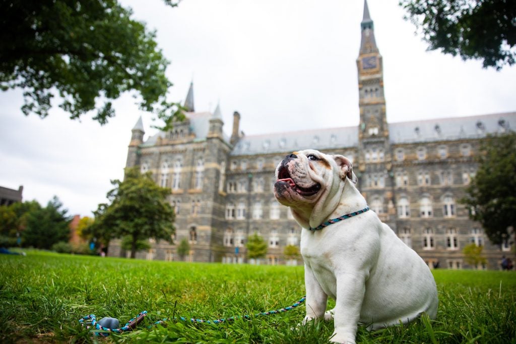 Default square image of Jack the Bulldog peering off camera in front of Healy.