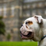 Close up of Jack the Bulldog in fornt of Healy Hall.
