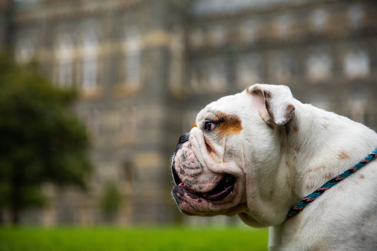 Close up of Jack the Bulldog in fornt of Healy Hall.